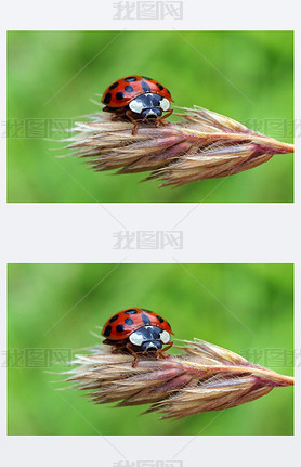 Mating lady bug