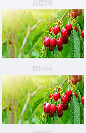 Cherries hanging on a cherry tree branch.