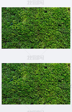 Banner picture of green plant wall of the house. nature and background concept