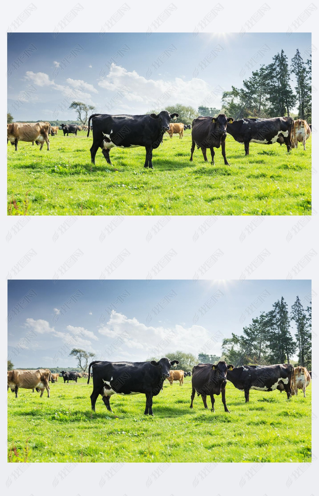 cows on new zealand pasture