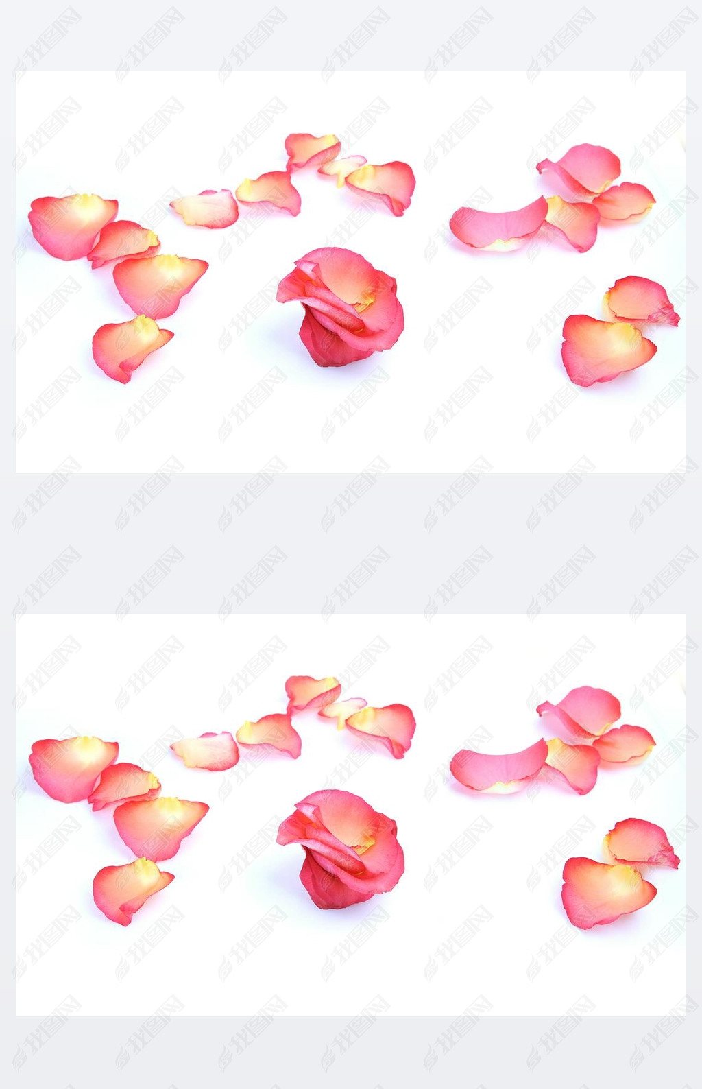 rose petals on a white background