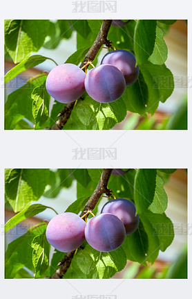 Plums on a tree