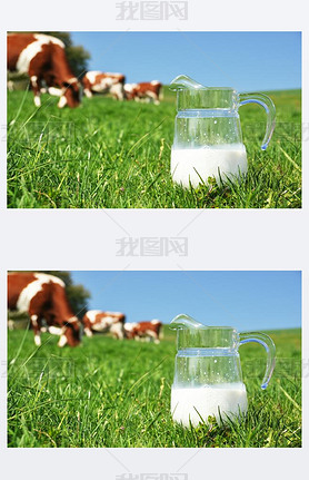 Jug of milk against herd of cows. Emmental region, Switzerland