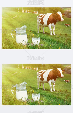 Milk and cows