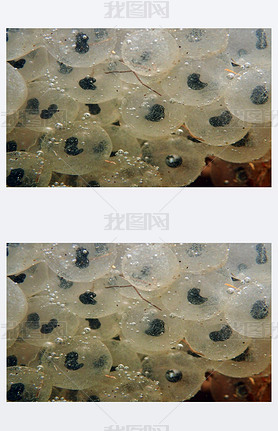 Underwater photo of frog spawn frog eggs