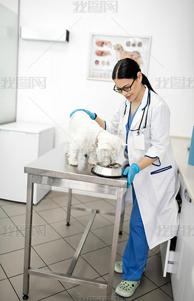 Dark-haired vet iling while watching cute dog eating