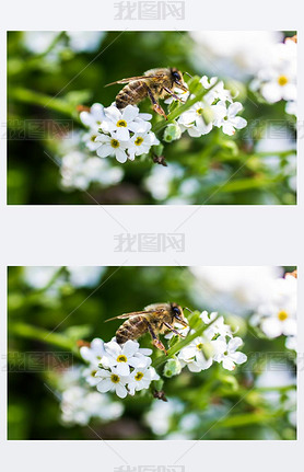 Western honey bee