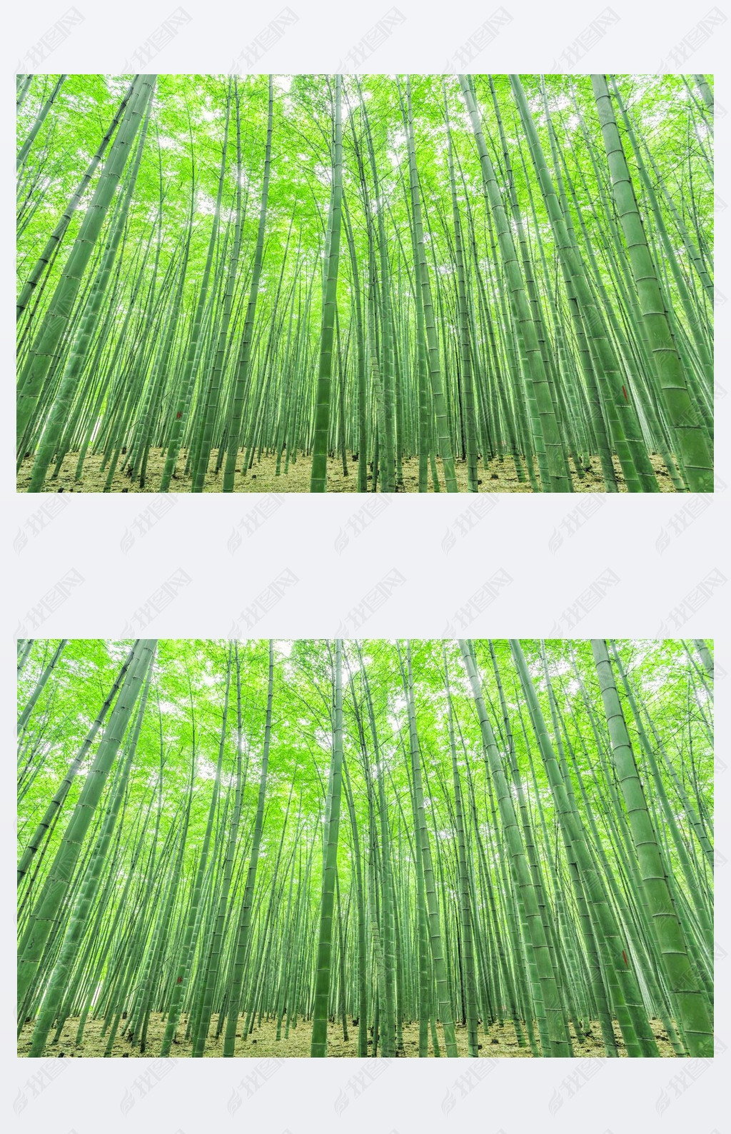  bamboo forest in China