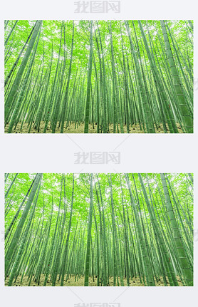  bamboo forest in China