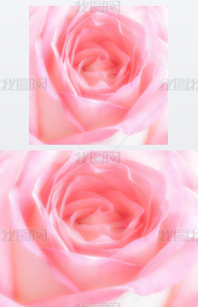 blur photo of pink rose