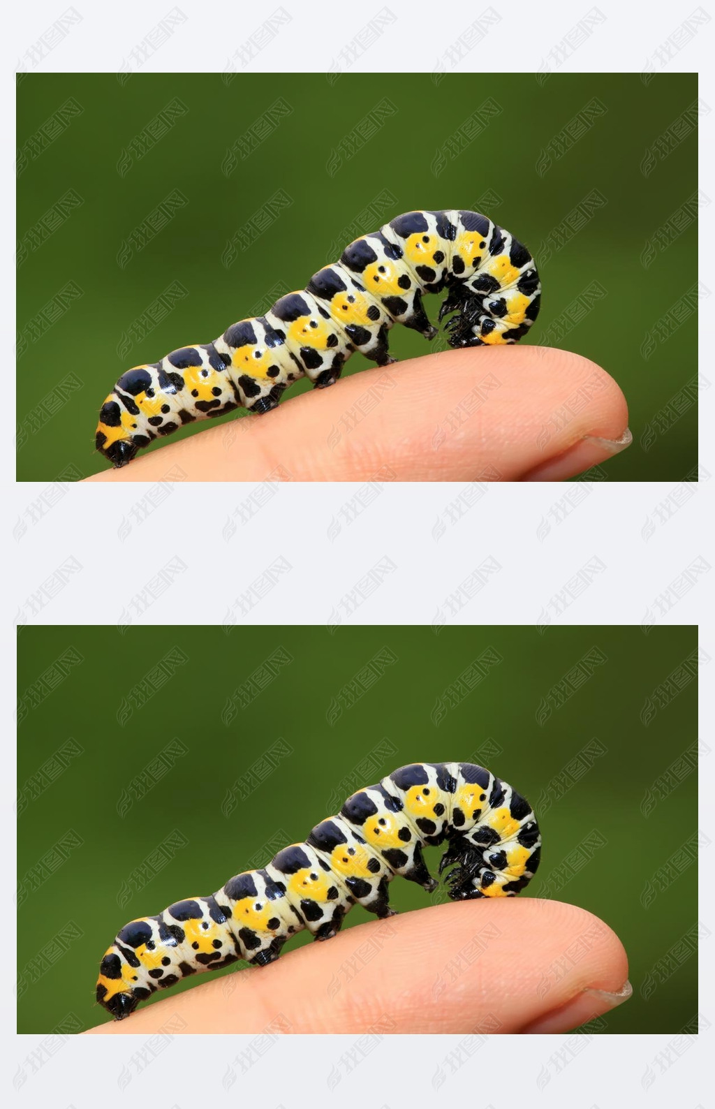 butterflies larvae in the person's fingers