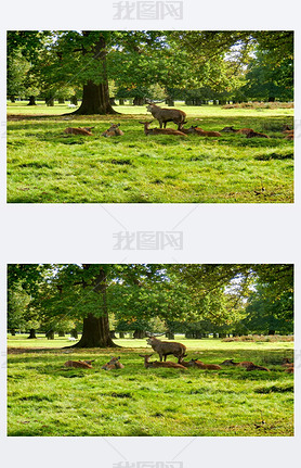 Red deer stag bellowing to ward off rivals and protect his hinds during the rutting season