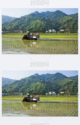 Farmers use transplant rice seedlings machine in the paddy field.