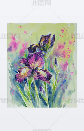 Iris watercolors painted