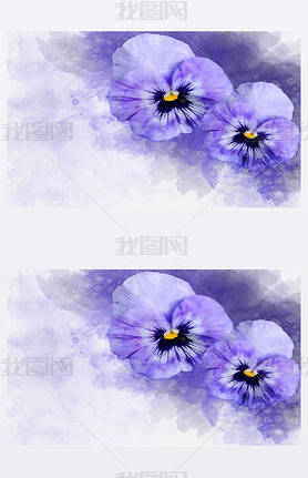 Close-up of purple pansy flowers in watercolor. Botanical illustration for greeting card.