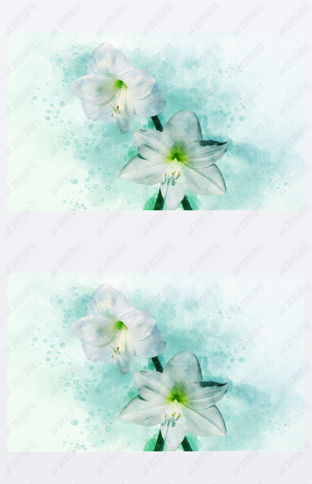 Watercolor painting of a white Amaryllis. Floral illustration.