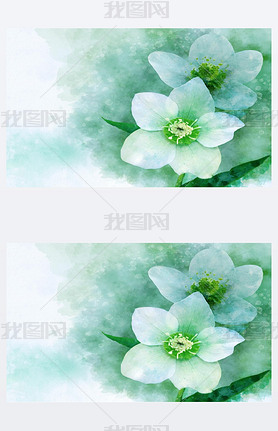 Watercolor painting of a Christmas rose Christmas Carol - Latin name - Helleborus niger. Botanical i