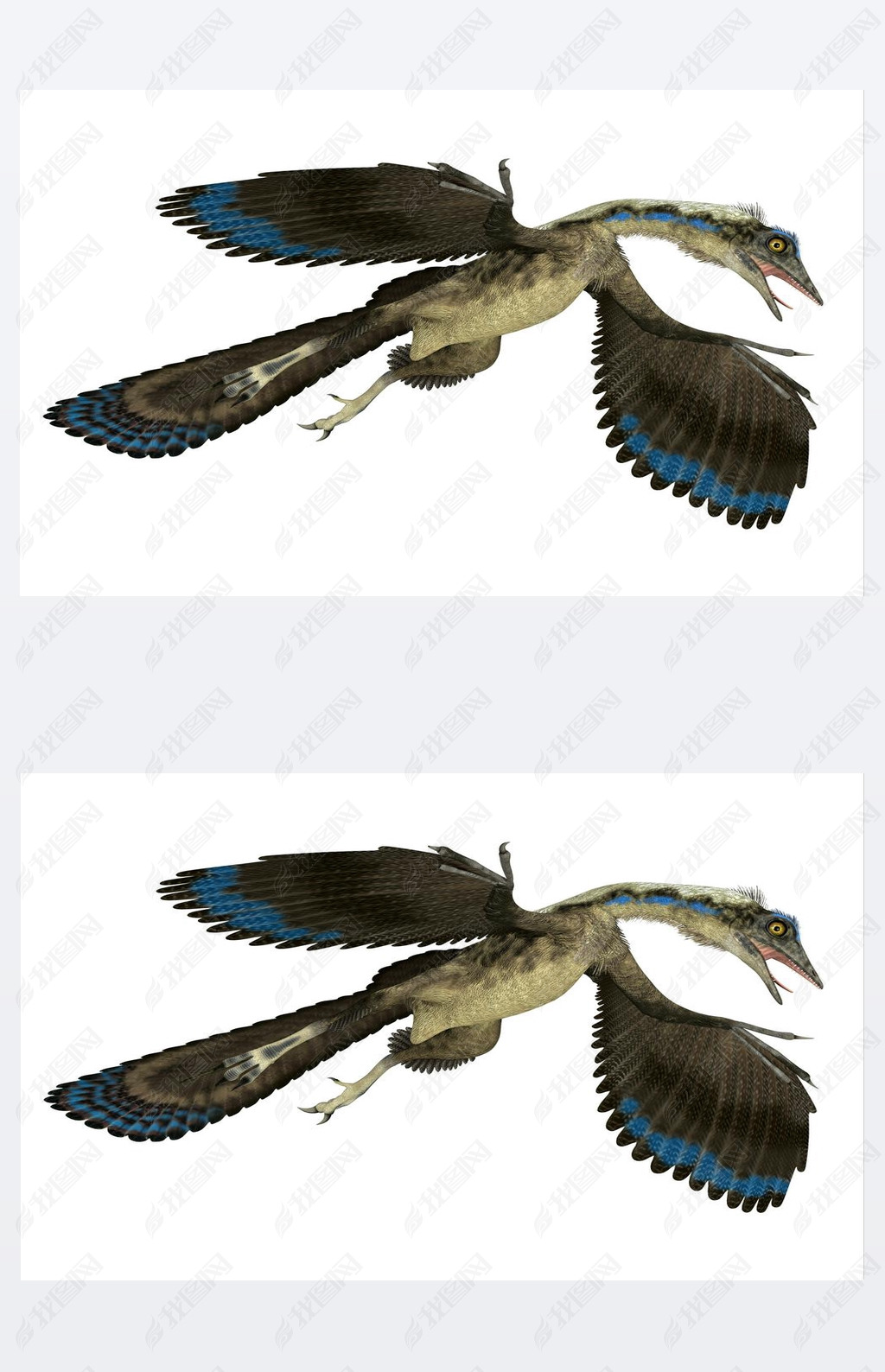 Archaeopteryx was a carnivorous Pterosaur reptile that lived in Germany during the Jurassic Period.