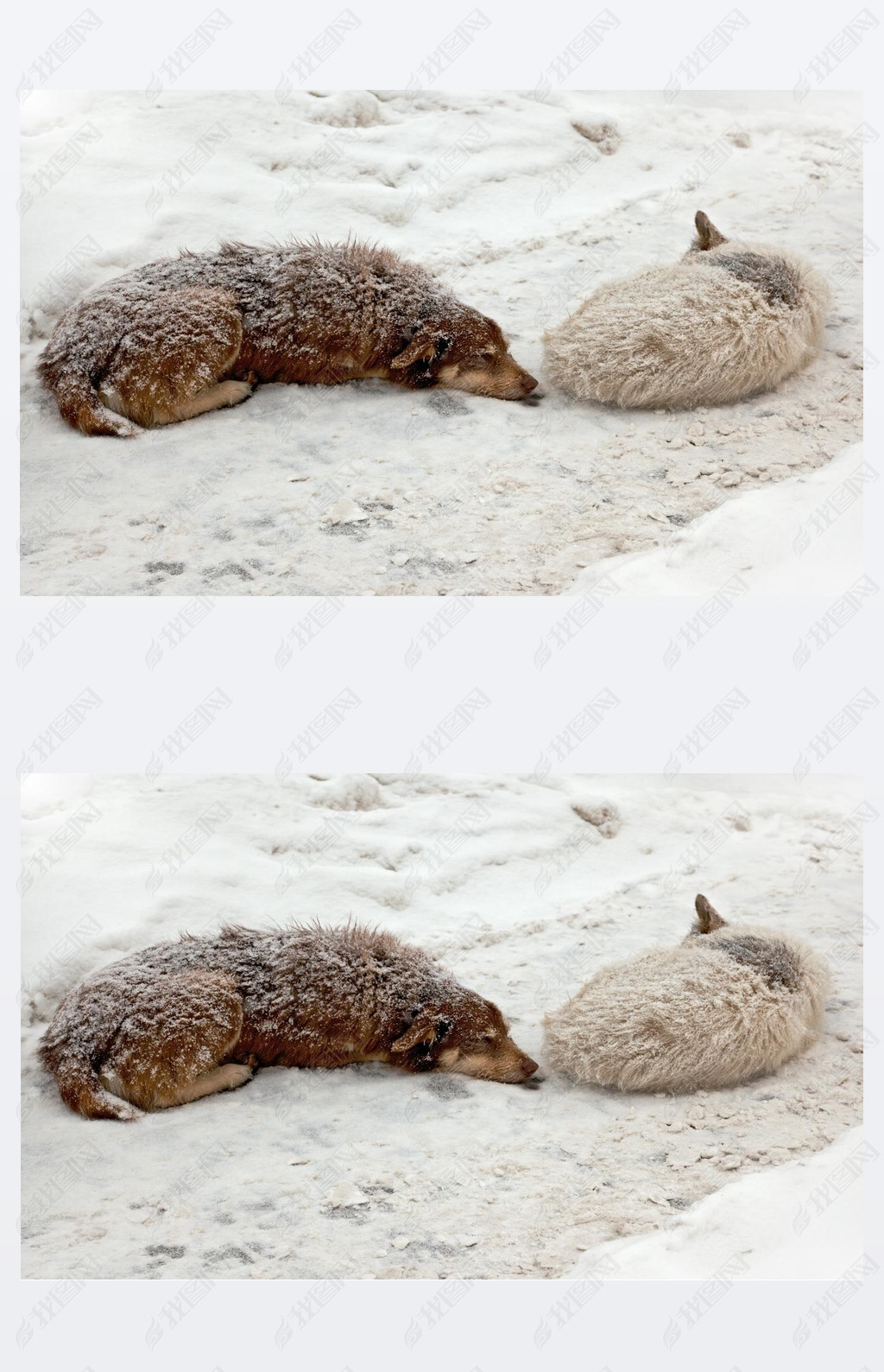 Stray dogs sleeping in the snow