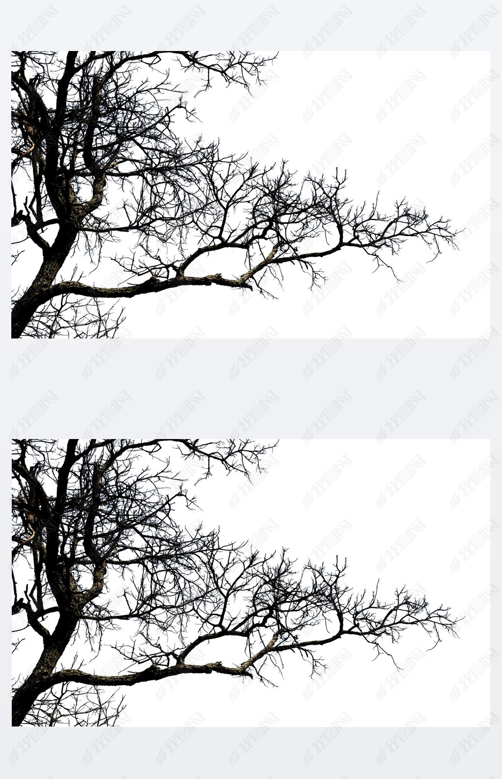 Dead branches , Silhouette dead tree or dry tree on white backgr