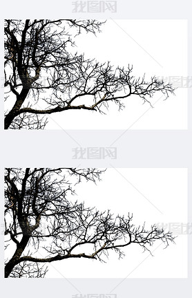 Dead branches , Silhouette dead tree or dry tree on white backgr