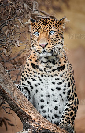 Curios jan leopard climb on tree to see spoil