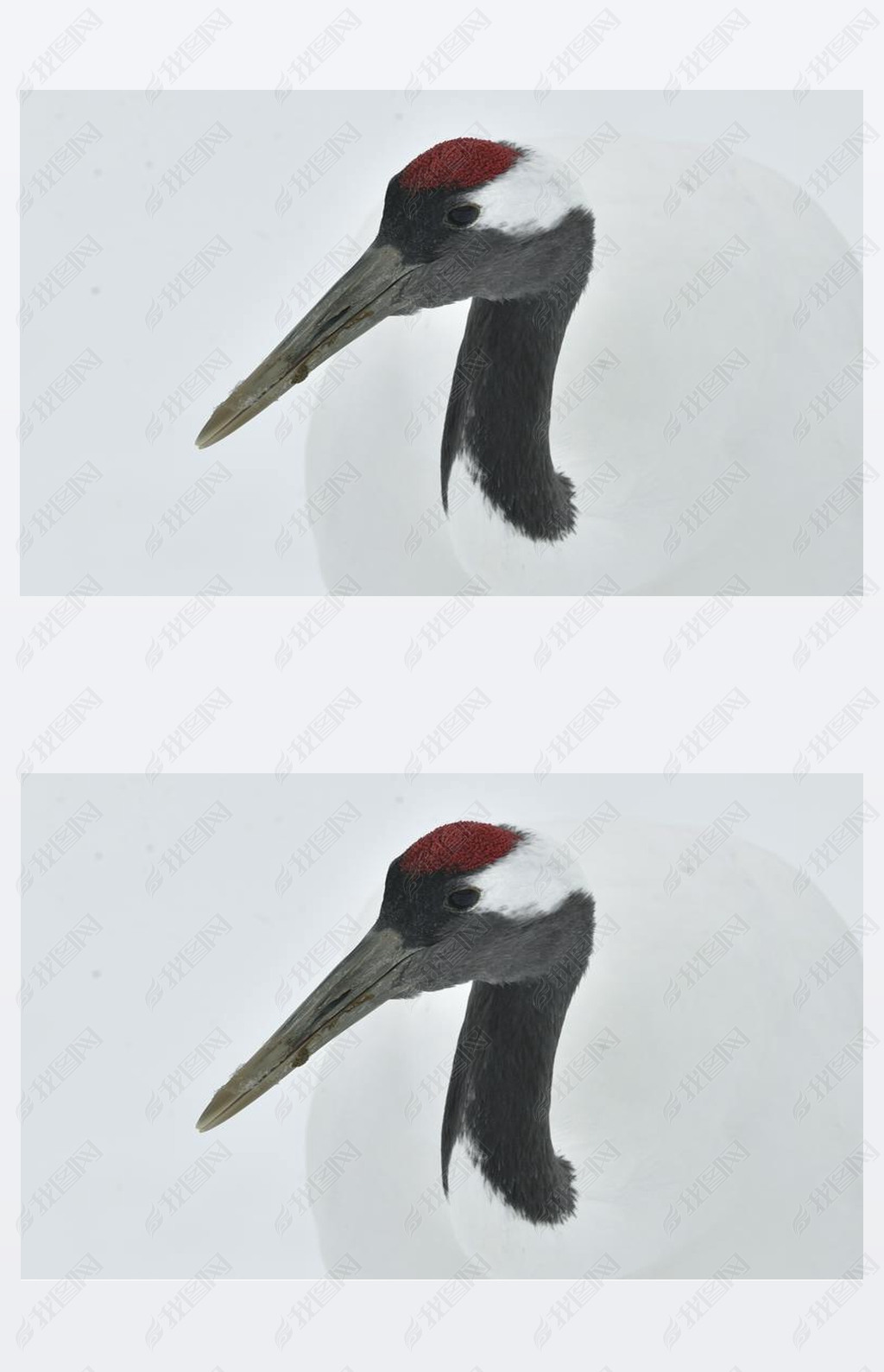 丹顶鹤闭上你的嘴科学名称日本又名日本鹤或满洲鹤是一只大型东亚鹤