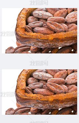 fves de cacao dans les fruits secs de cacao matures