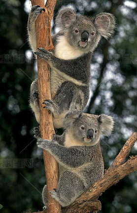 (Koala phascolarctos cinereus)