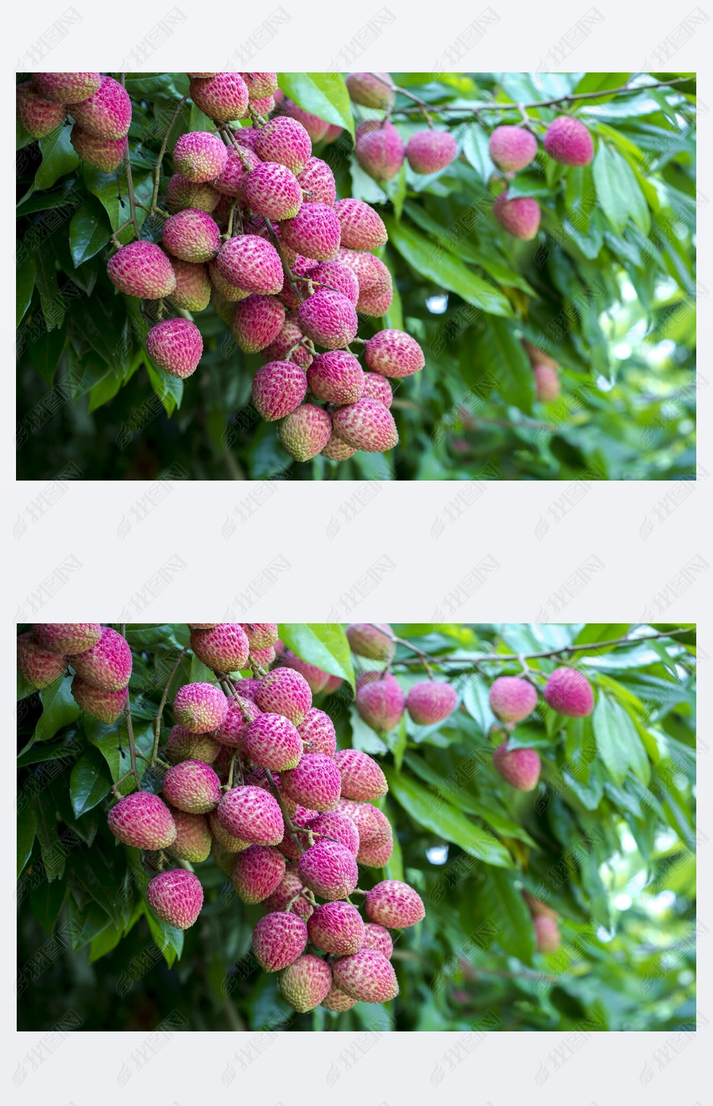 原创挂在绿树上的新鲜芦荟果实早午餐版权可商用