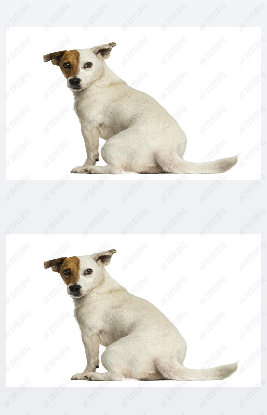 Rear view of a Jack russel terrier looking back, isolated on whi