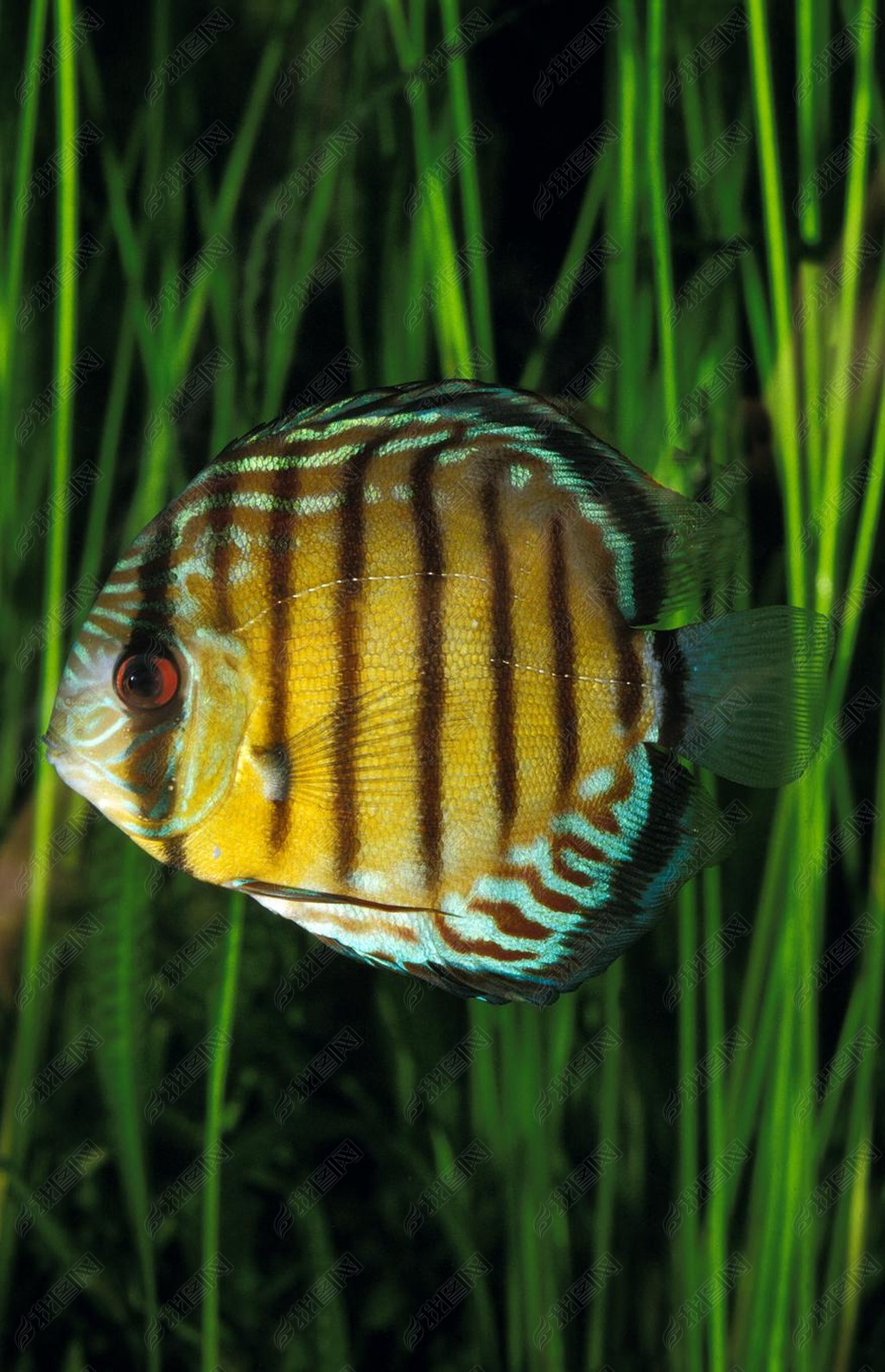 Discus Pompadour symphysodon aequifasciatus