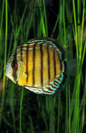 Discus Pompadour symphysodon aequifasciatus