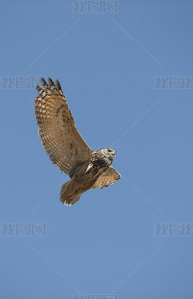 Hibou Grand Duc Du Cap bubo capensis