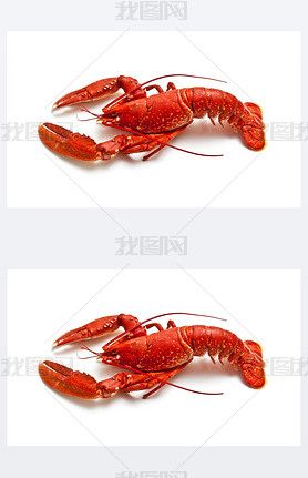 Cooked European common lobster