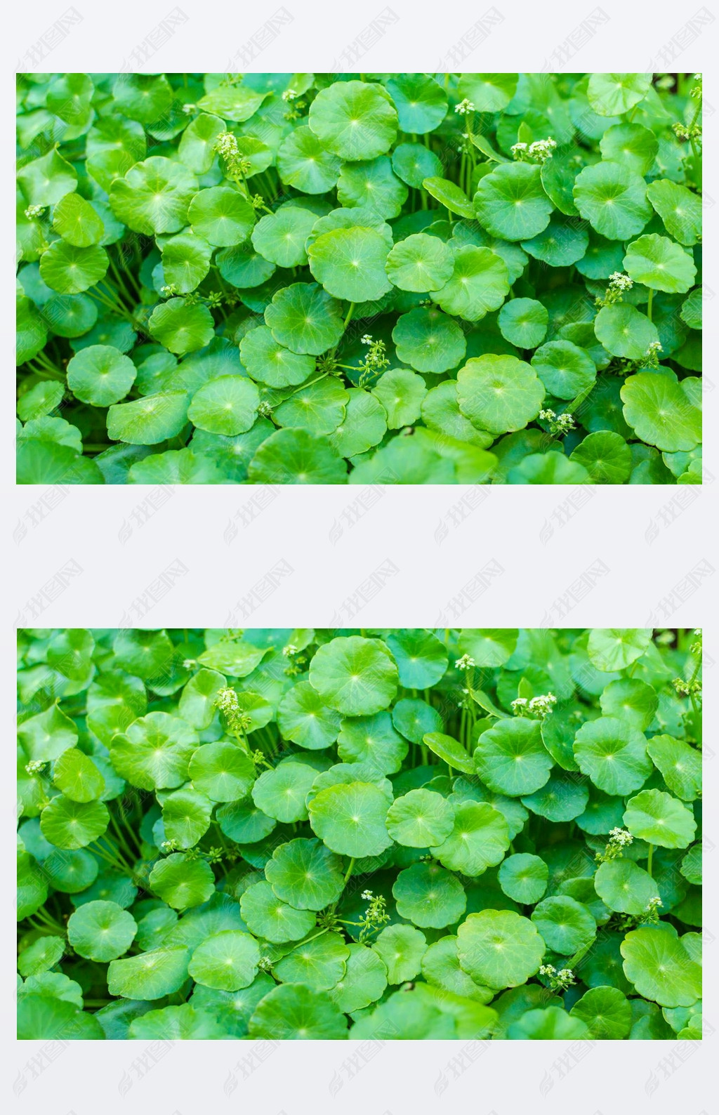  Pennywort ɫ