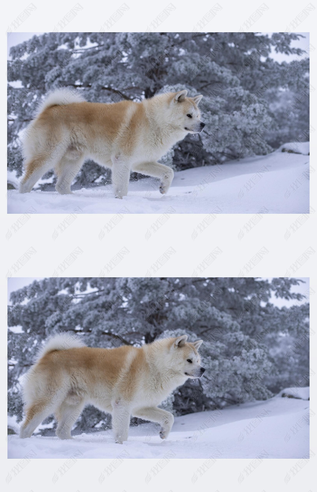 Sesion de perro en la nieve
