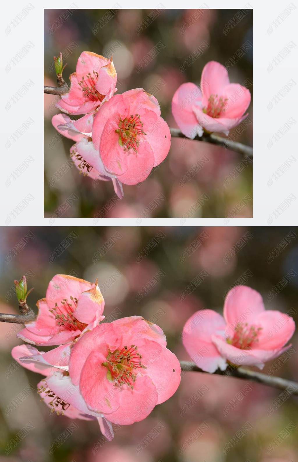 Cherry Blossoms