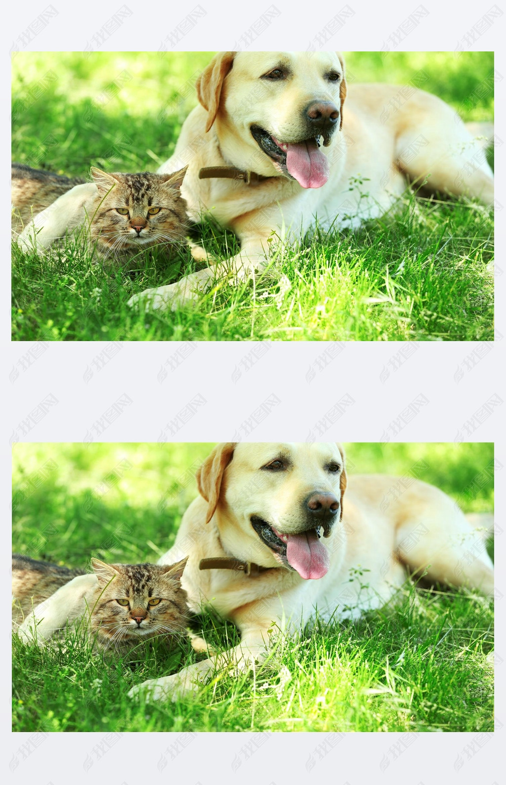 dog and cat resting