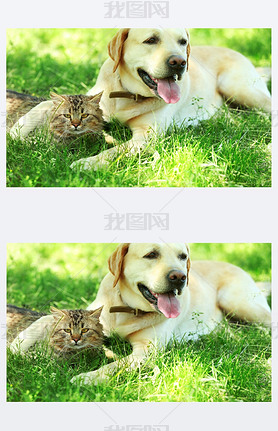 dog and cat resting