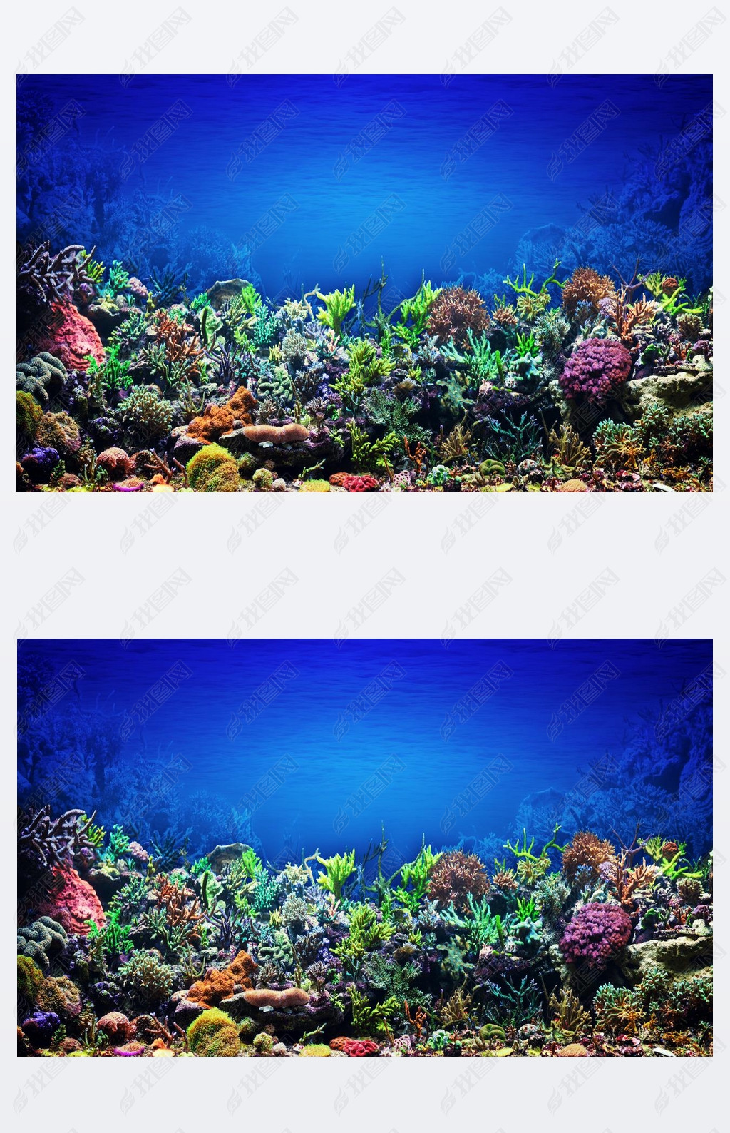 Coral Reef