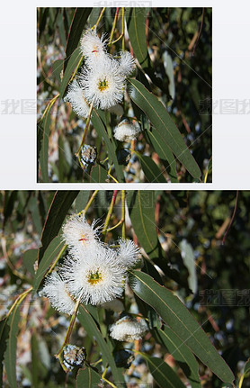 Eucalyptus globulus-Taanian blue gum tree