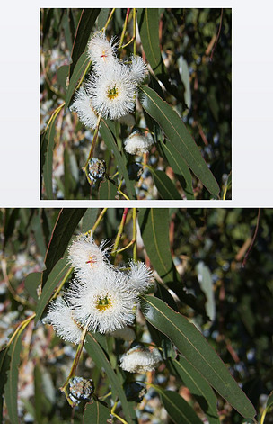 原创eucalyptusglobulustaanianbluegumtree版权可商用