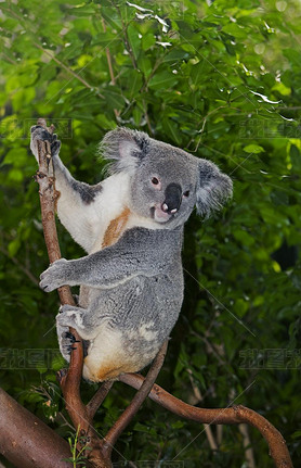 Koala, phascolarctos cinereus, Female  sitting on Branch  
