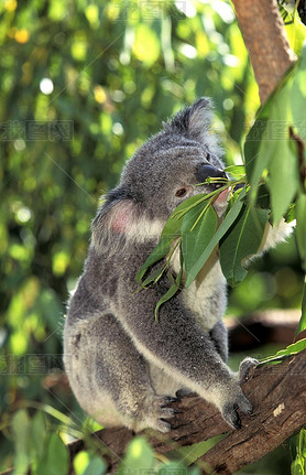 Koala, phascolarctos cinereus, Adult standing in Eucalyptus Tree, Australia  