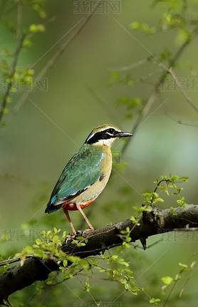 ӡRanthambore Tiger ReserveIndian Pitta