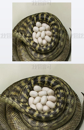 Carpet python eggs, python nest, Morelia spilota