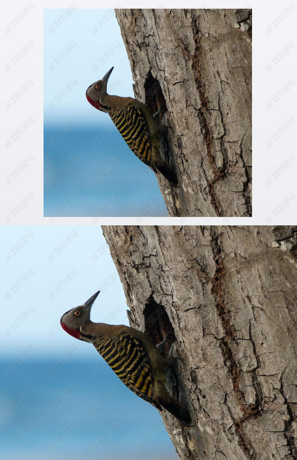 ڼձȶӹ͹鵾ϵ hispaniolan woodpecker (melanerpes striatus).