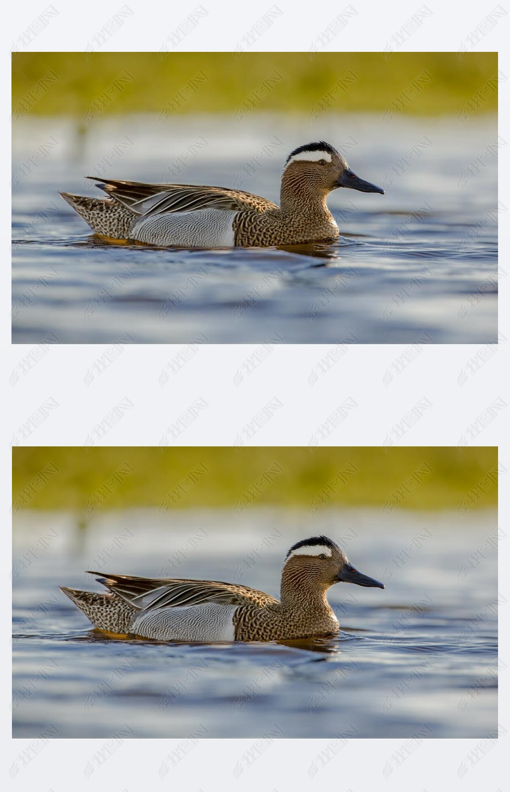  garganey Ѽ