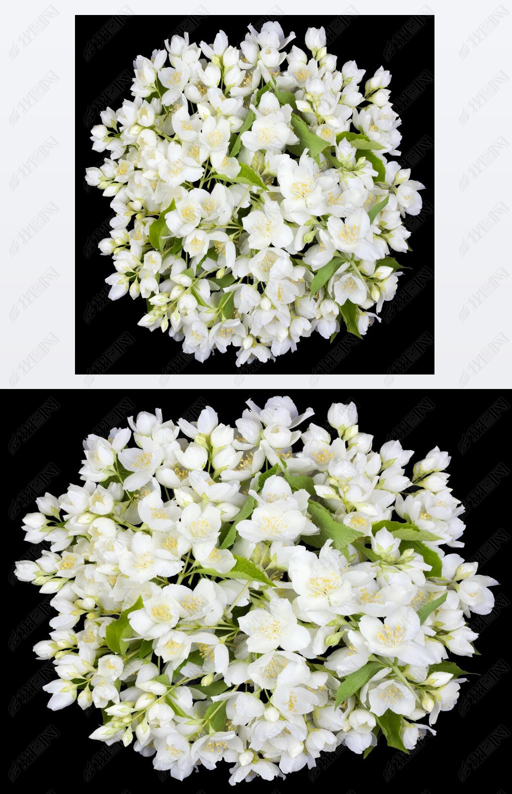 Circle from white jaine flowers